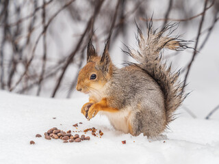 The squirrel in winter sits on white snow.