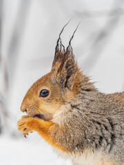 The squirrel in winter sits on white snow.