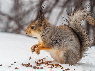 Obraz premium The squirrel in winter sits on white snow.