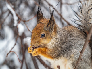 The squirrel with nut sits on tree in the winter or late autumn