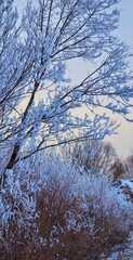 Winter Colors with Frosty Branches in Glowing Winter Sky