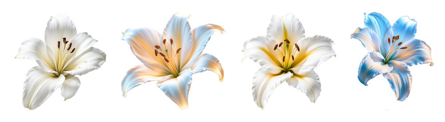 Set of various white lily flower isolated on transparent background.