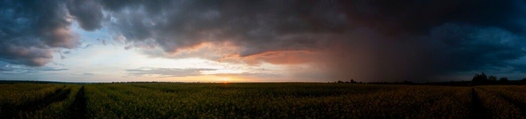 Fototapeta premium A panorama of golden rapeseed. Rain cloud over the yellow flowers of cultivated canola fields during the golden hour.