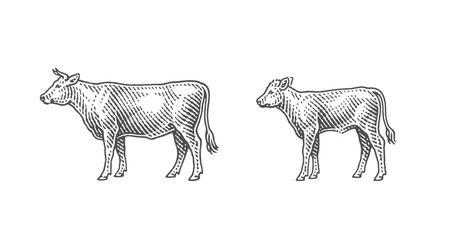 Bull and calf.  Black Angus. Hand drawn engraving style illustrations.	