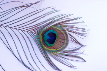 peacock feather in white background