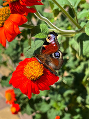 butterfly on flower
