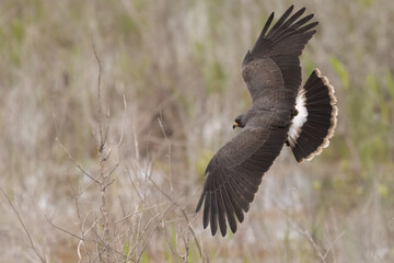 Snail kite male, Rostrhamus sociabilis in Florida.