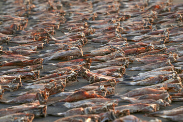 Drying fish in Negombo, Sri Lanka, Asia. The hot sun of Sri Lanka is perfect to dry fish.	