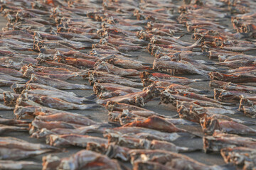 Drying fish in Negombo, Sri Lanka, Asia. The hot sun of Sri Lanka is perfect to dry fish.	