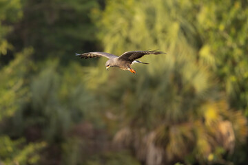 Snail kite female, Rostrhamus sociabilis in Florida.