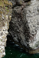 colonie d'oiseaux de mer, guillemot, petit pingouin, fulmar, mouette tridactyle, Réserve...