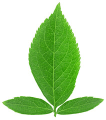 Fototapeta premium Green elderberry leaf isolated on a white background, top view. Sambucus nigra. European black elderberry.