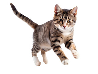 Obraz premium british cat isolated on white