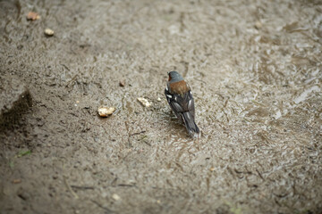 The Finch