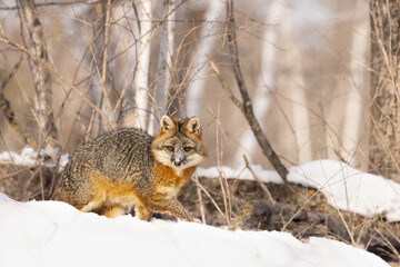 Gray fox,Urocyon cinereoargenteus in Northern woods, in Minnesota.