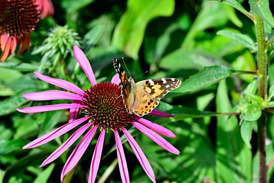 Painted Lady butterfly (Vanessa cardui) on a 'Ruby Star' pink coneflower  - Powered by Adobe