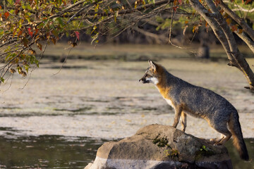 Gray fox,Urocyon cinereoargenteus, looking over the pond, in Minnesota.