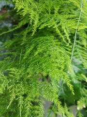 Close up of Lush Green Common Asparagus Fern with Delicate Foliage