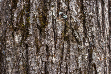 Close up photo of wooden texture on old tree