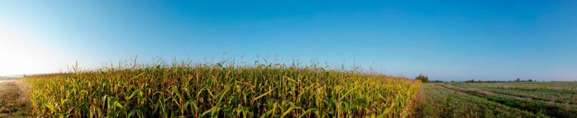 Panoramic view of Corn field plantation with blue sky background.