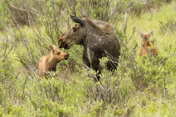 Moose, female Alces americanus with her young in Colorado.