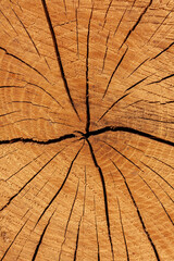 Close-up of tree stump with deep cracks and growth rings
