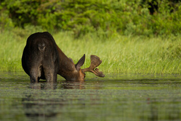 Fototapeta premium Bull Moose, Alces americanus feeding on water plants in Canada.
