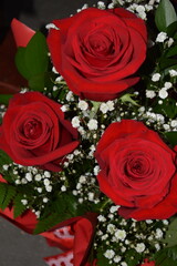 Red roses in the garden