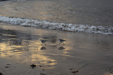 Plover in the beach, chorlitejo