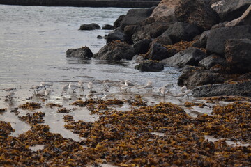 Plover in the beach, chorlitejo
