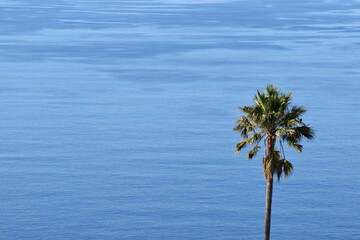 palm tree on the beach
