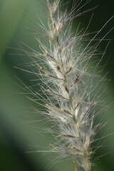 cactus close up