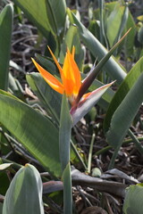 The Strelitzia, commonly known as the "bird of paradise," is a striking tropical plant native to South Africa.