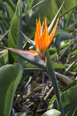 orange flower in the garden