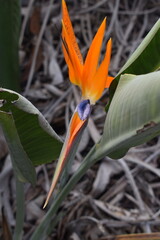 orange and yellow flower