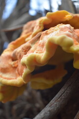 mushrooms in the forest 