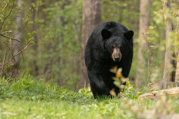 American Black bear, Ursus americanus, walking in the Minnesota forest.