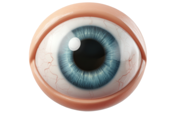 Close-up of a model of a blue eye. Transparent background