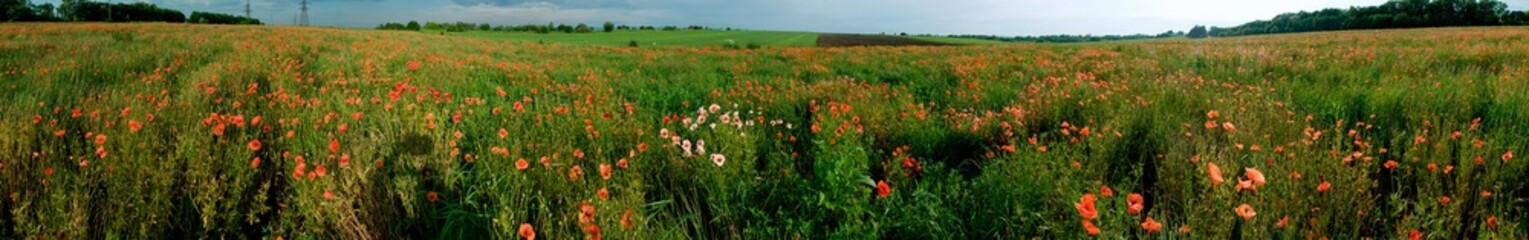 Panorama landscape of red poppies and gray sky with white clouds on a summer day