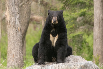 Wild American Black bear sitting in northern woods of Minnesota, showing chest patch.