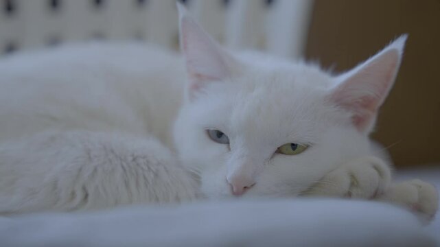Graceful odd-eyed cat resting - close up