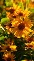 Obraz premium Beautiful yellow asters flowers small sunflowers with blurred green background