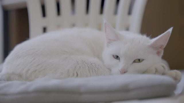 Graceful odd-eyed cat resting
