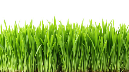 Fototapeta premium Green grass isolated on white background