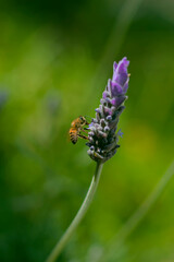 Fototapeta premium Abeja sobre Lavanda 