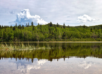 Fototapeta premium Reflection of trees in lake in interior Alaska on a spring day