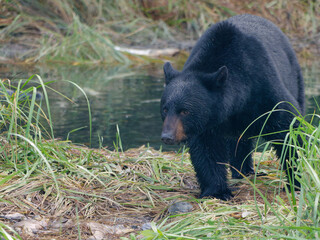 Close-up photo of a Black Bear walking at the Solomon Gulch Hatchery, Valdez, Alaska, USA