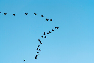 a flock of migratory birds in the sky