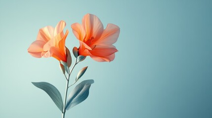 Close-up of two vibrant orange flowers against soft blue background