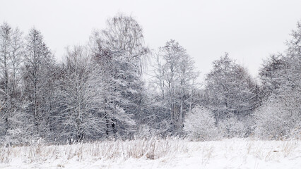 Obraz premium winter landscape, in the photo a forest in winter and a gray sky in the foreground a meadow